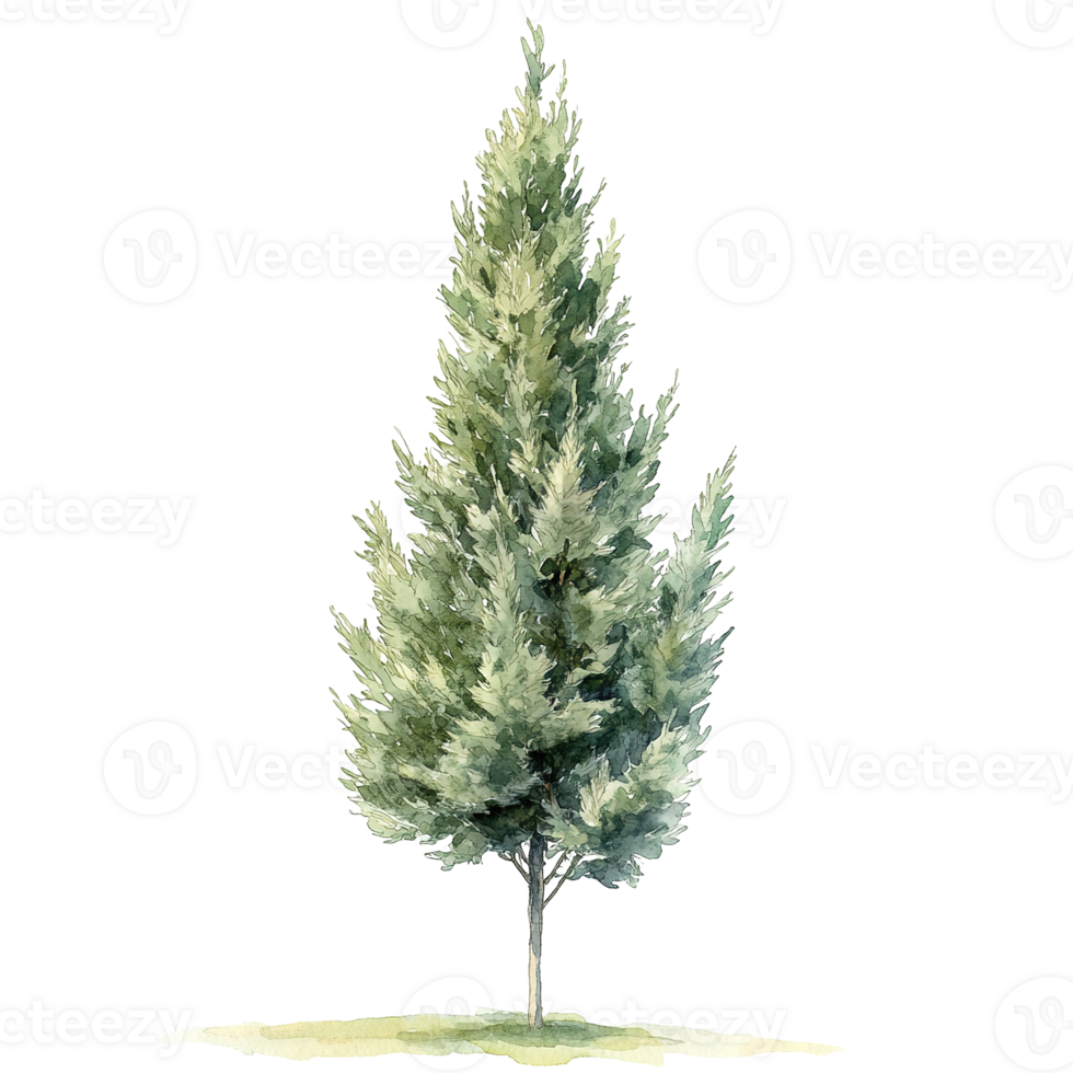 A watercolor painting depicting a singular evergreen coniferous tree png