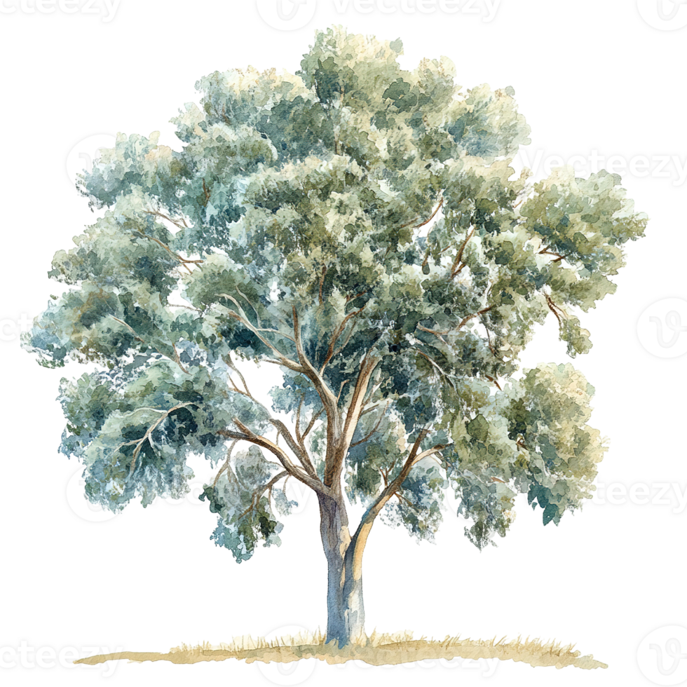 A beautifully painted watercolor image showing a solitary tree png