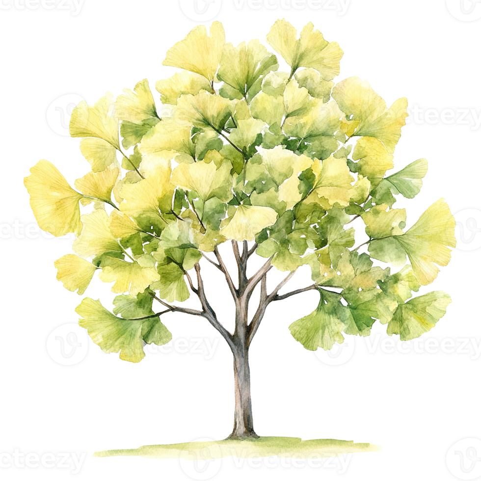 Watercolor painting depicts a vibrant tree with fan shaped leaves png