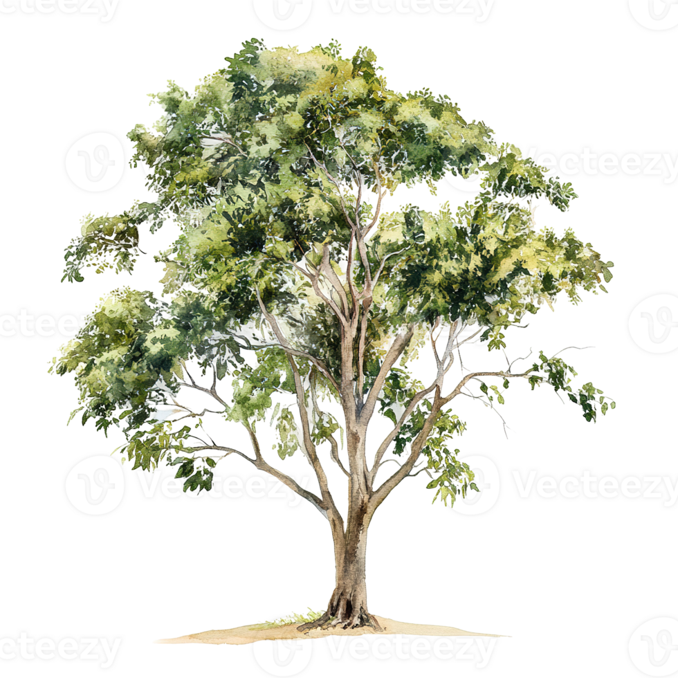 A detailed artistic watercolor painting of a tall tree on display png
