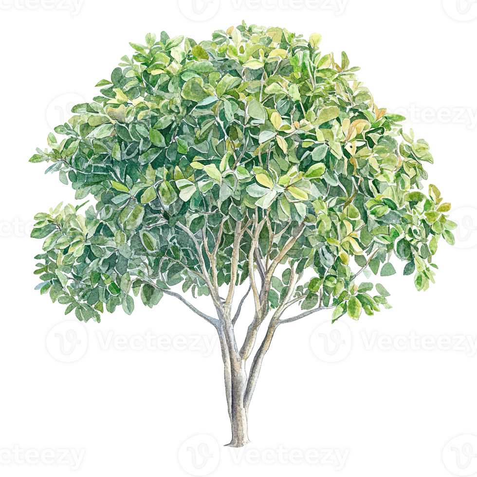 A watercolor illustration of a leafy green and white tree png