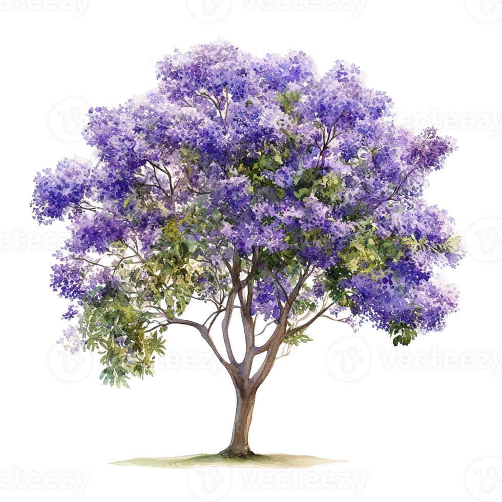 A Vibrant Watercolor Depiction Of A Flowering Purple Tree png