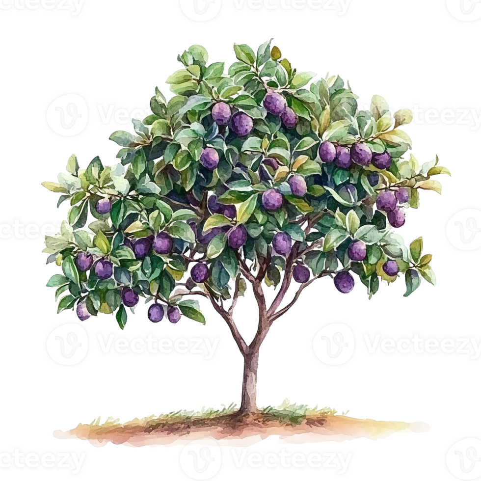 A watercolor illustration of a plum tree bearing ripe fruit png