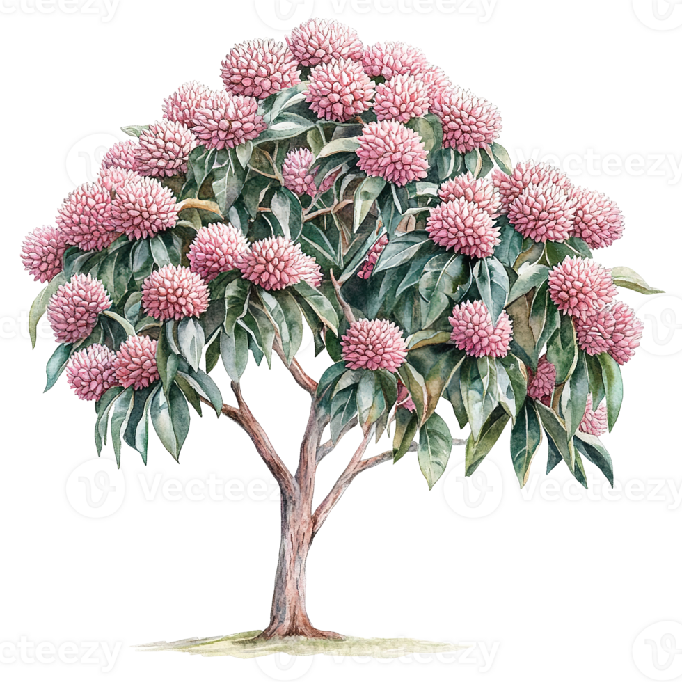 A watercolor painting of a flowering tree with pink blooms png
