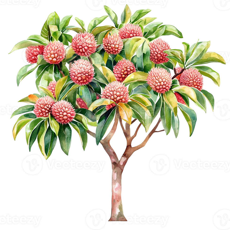 A watercolor painting of a flowering tree with red flowers png