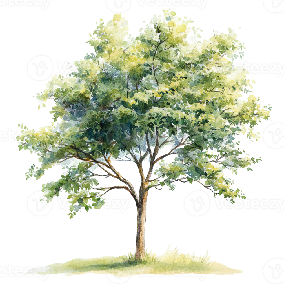 A beautiful watercolor painting of a leafy green tree png