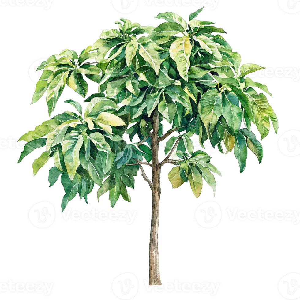 A small watercolor painting of a leafy green tree png