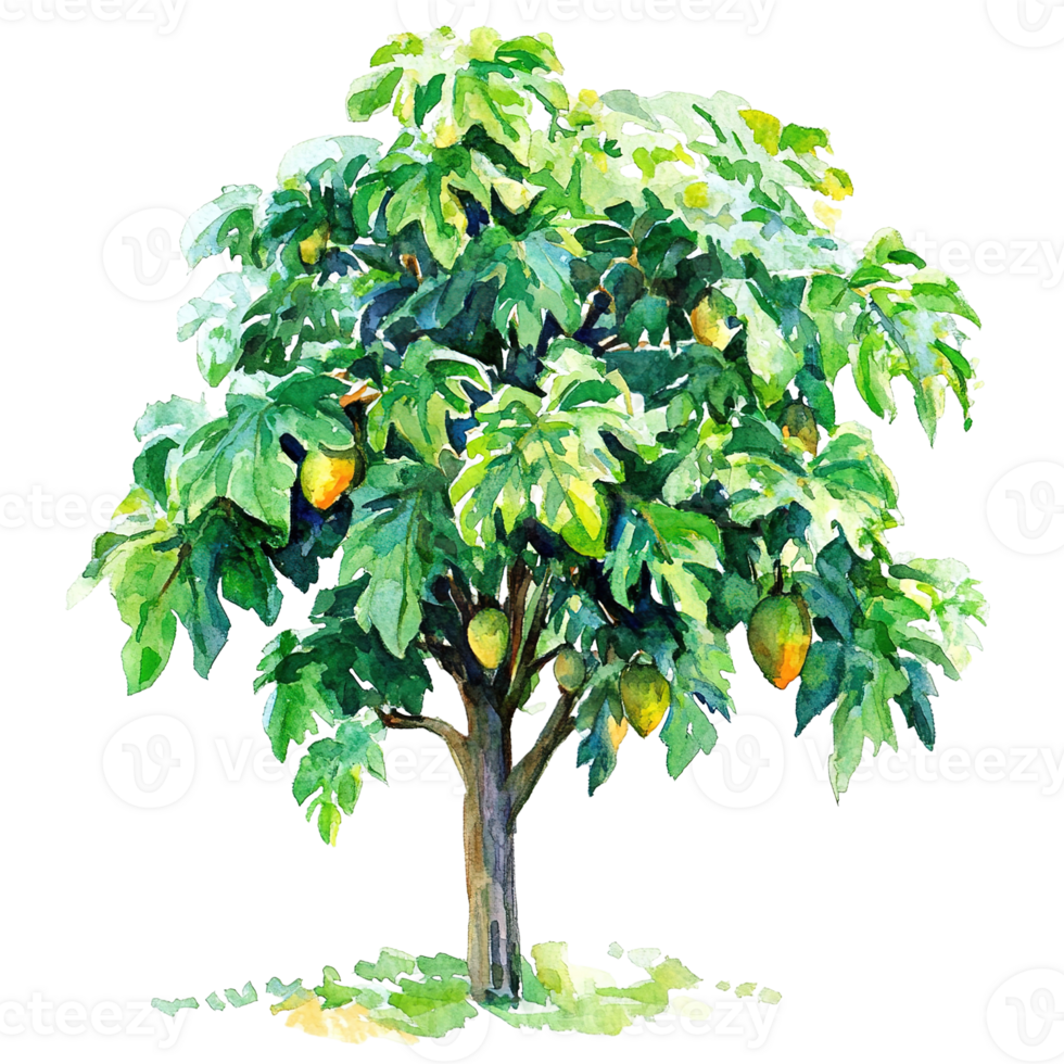 A watercolor painting depicts a tropical tree bearing ripening fruit png