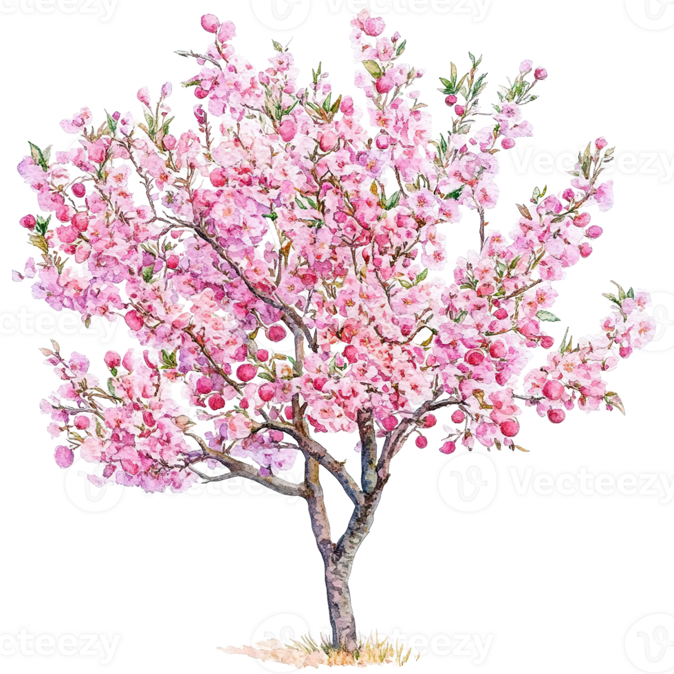 A beautiful blossoming tree displays its pink flowers and fruit png