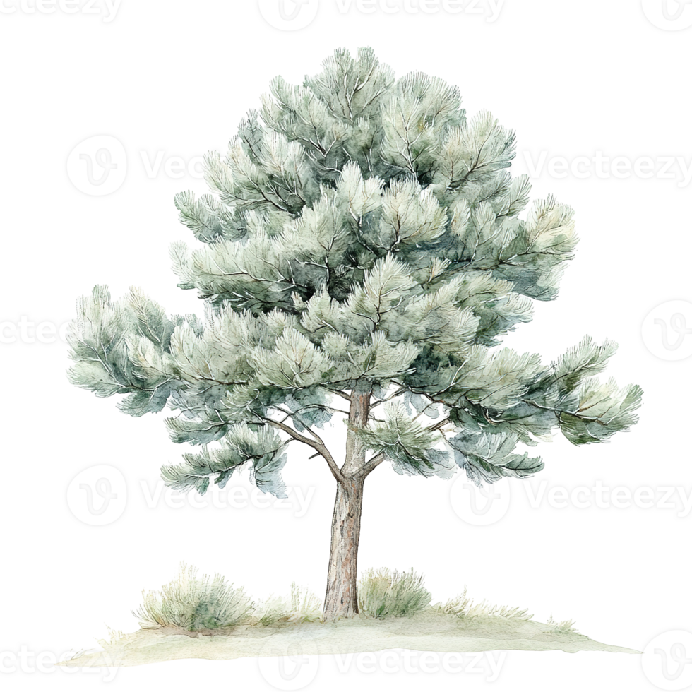 A watercolor painting of a tree isolated on transparent background png