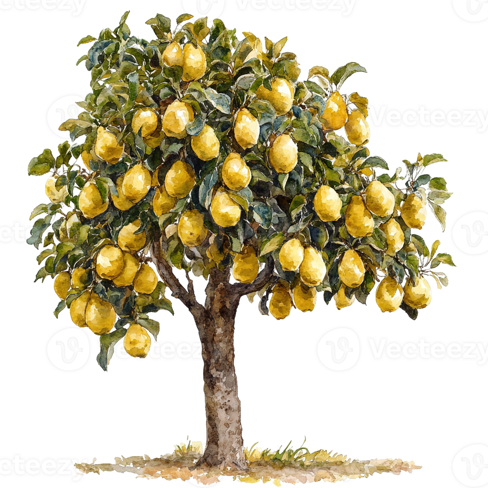 A lush watercolor painting depicting a fruit bearing tree in bloom png