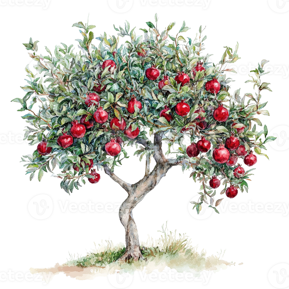 A watercolor painting depicts a tree laden with red fruit png