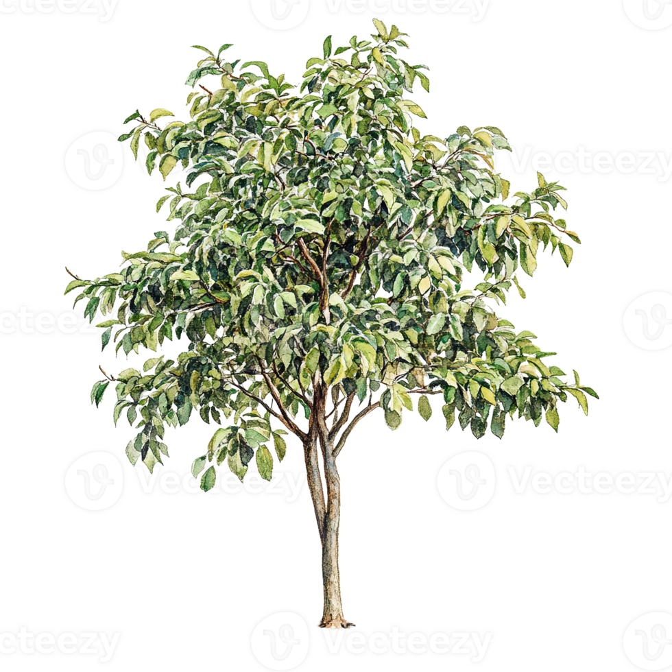 A watercolor painting depicts a tree with lush green leaves png
