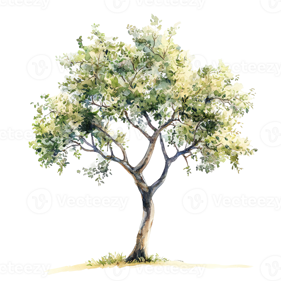 Watercolor painting of a tree with lush green leaves and a trunk png