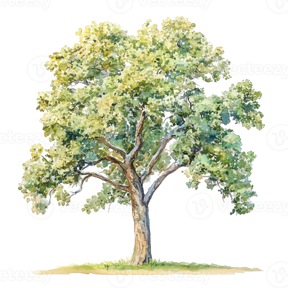An artistic watercolor representation depicting a full healthy tree png