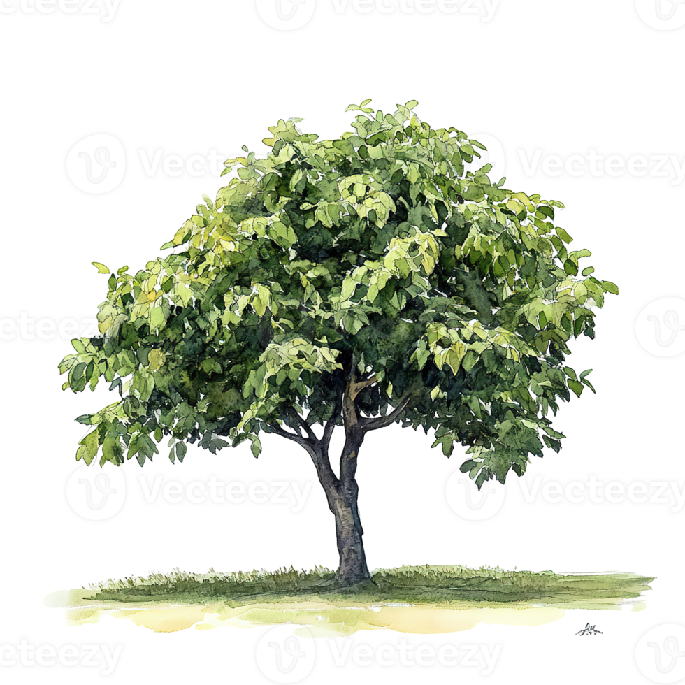 A detailed watercolor illustration depicts a vibrant green leafy tree png