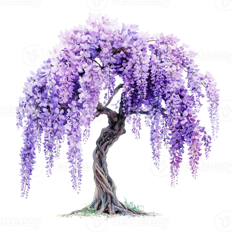 A beautiful watercolor illustration depicting a cascading wisteria tree in bloom png