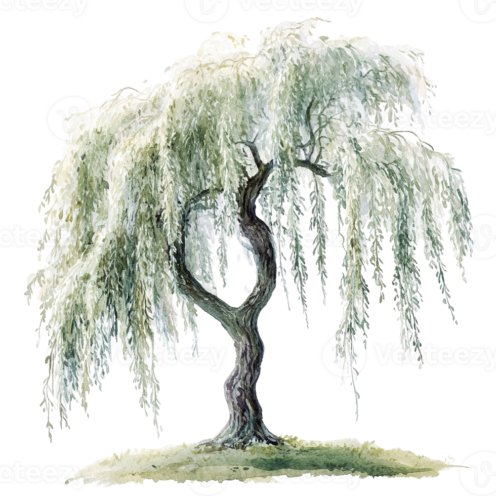 A graceful watercolor painting of a weeping willow tree png