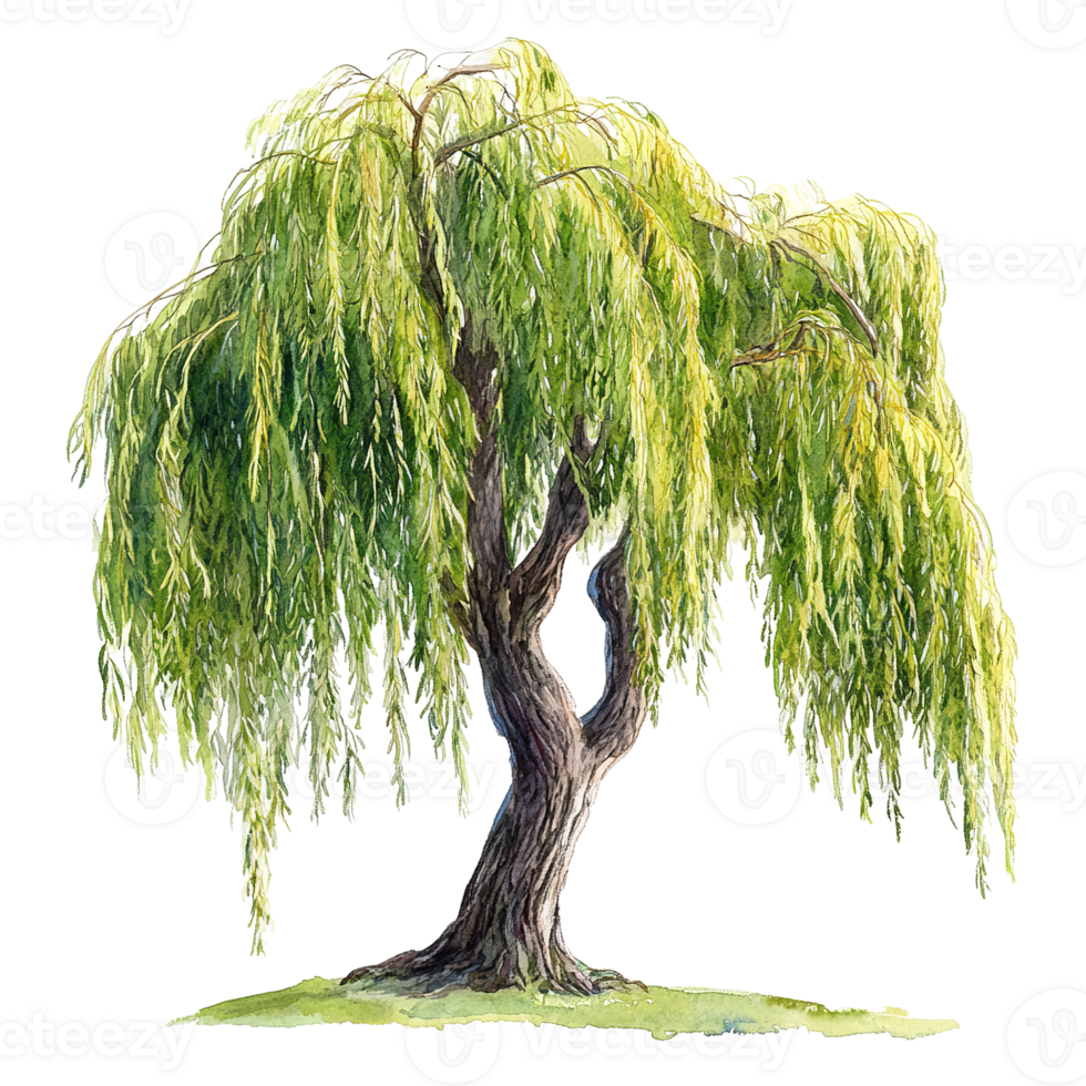 A beautiful watercolor painting of a weeping willow tree png