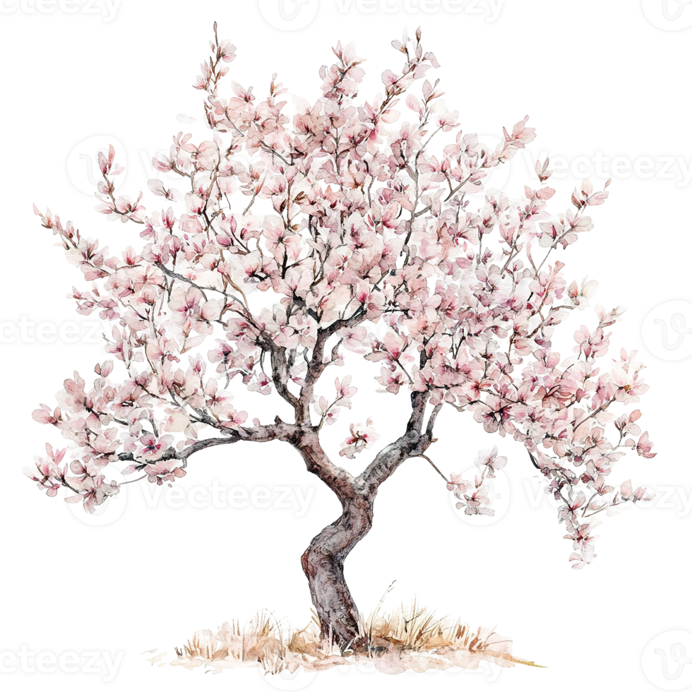 A blossoming tree displays beautiful pale pink and white flowers png