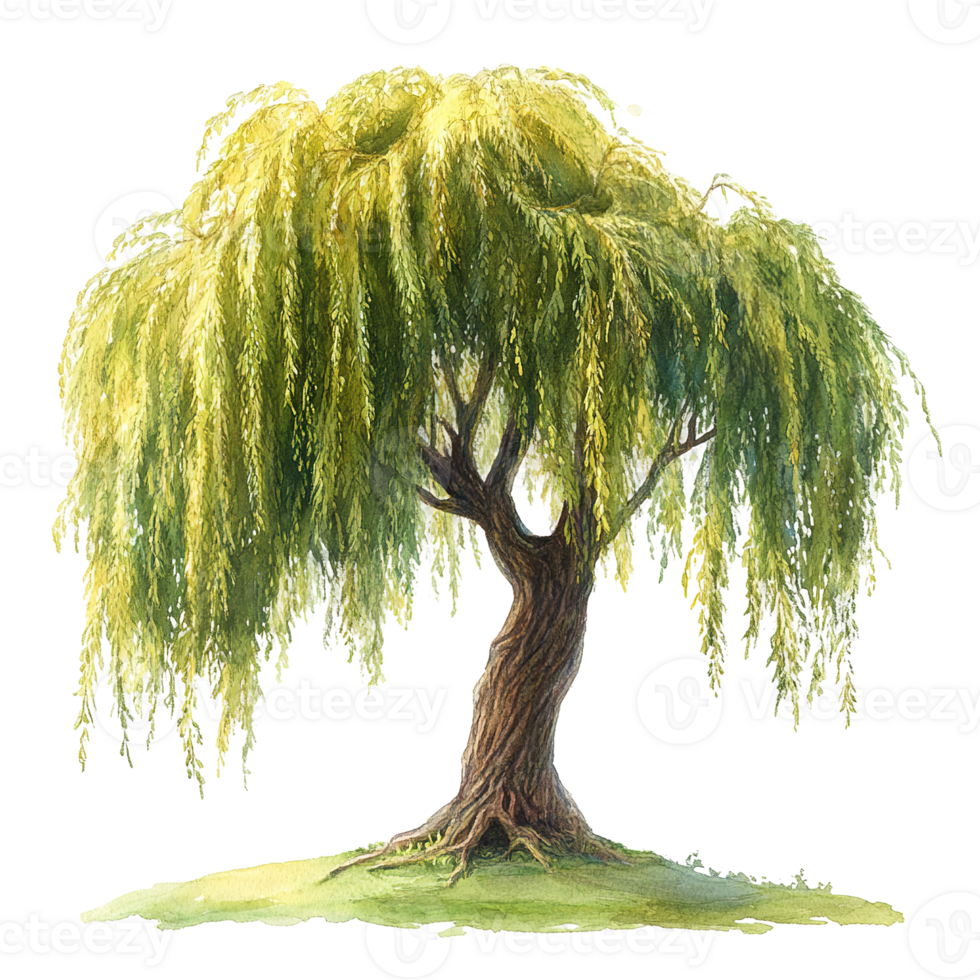 A watercolor painting of a beautiful weeping willow tree png