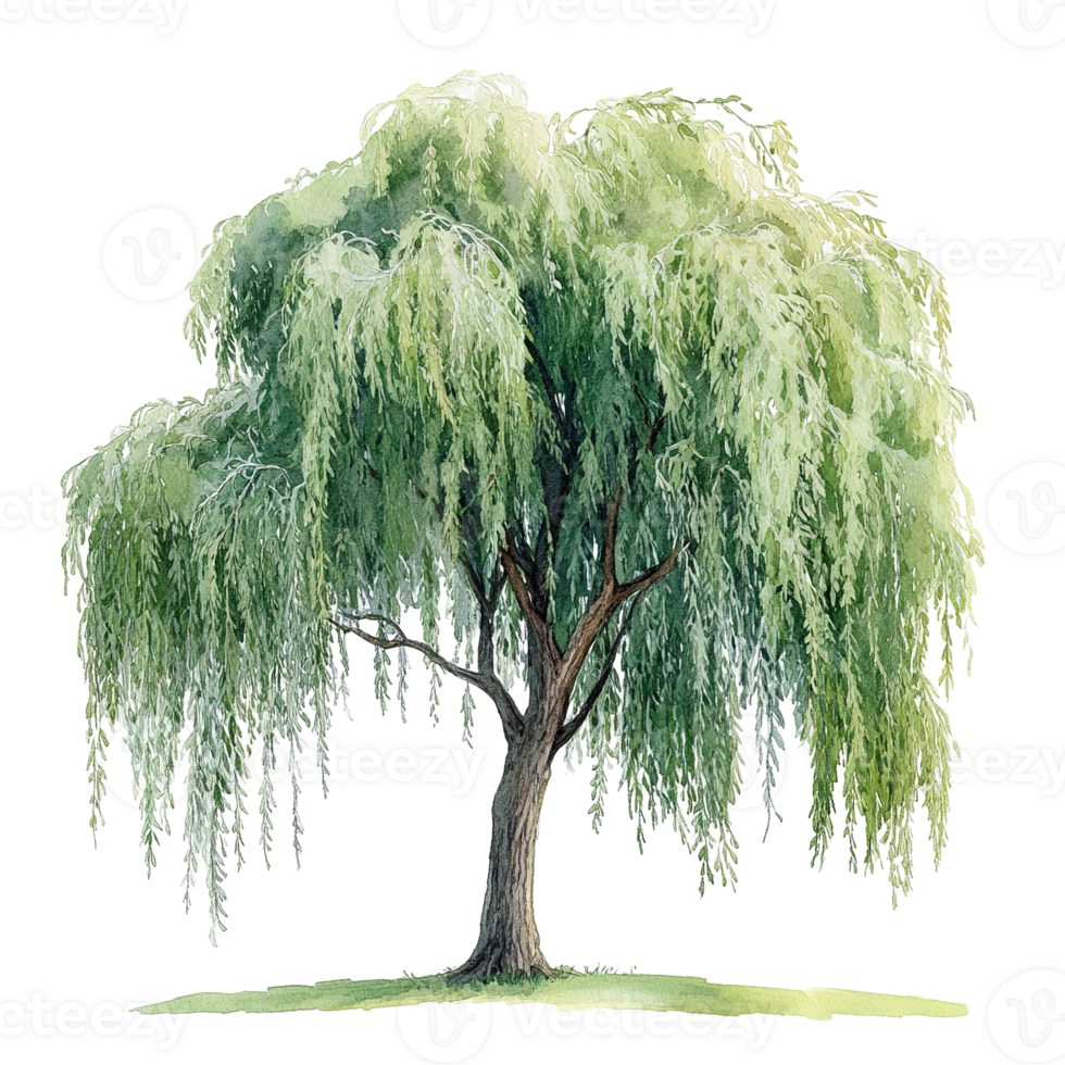 A watercolor depiction of a beautiful weeping willow tree png