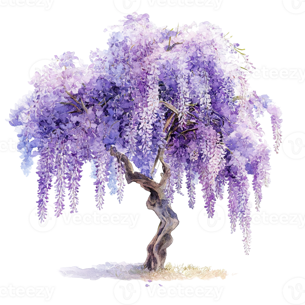 A watercolor painting shows a beautiful purple wisteria tree png