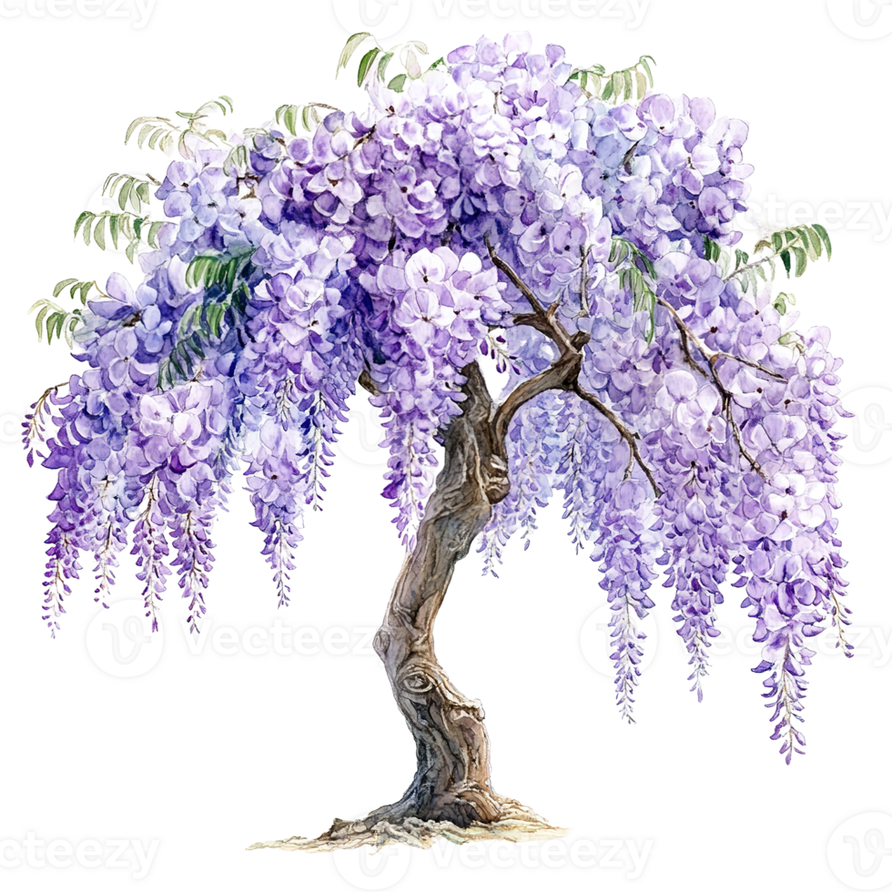A watercolor illustration of a flowering purple wisteria tree png