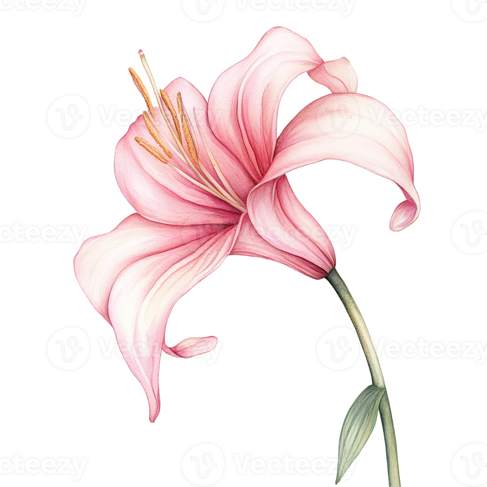 An elegant watercolor illustration showcasing a blooming pink lily flower png