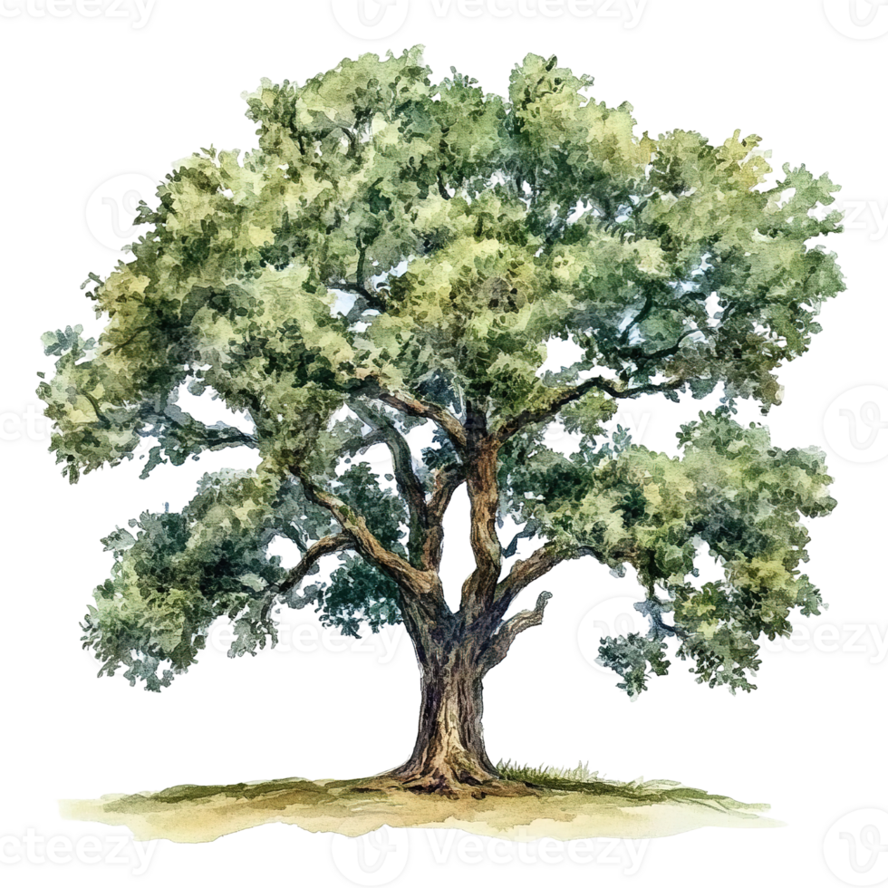 A vibrant watercolor painting of a large mature tree png