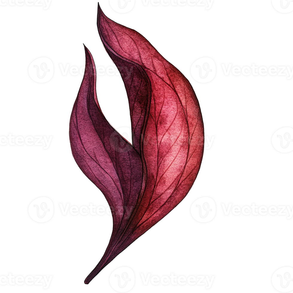 Watercolor style illustration of two stylized red leaves png