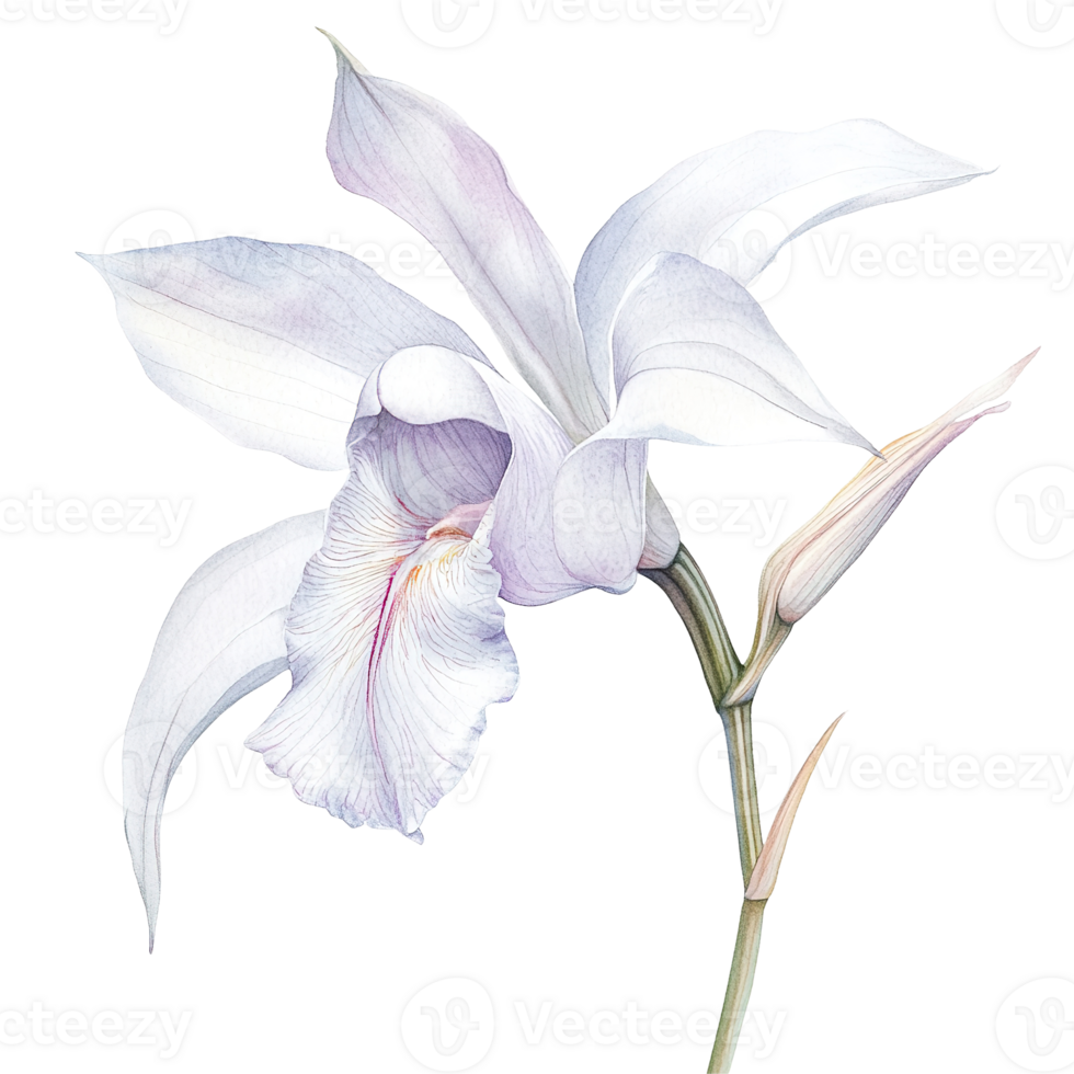 A delicate watercolor painting of a single white orchid flower png