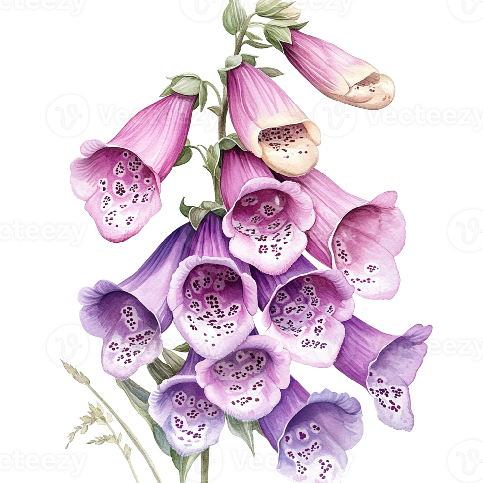 Watercolor depiction of beautiful purple and pink floral foxgloves png