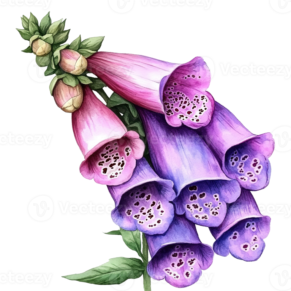Beautiful illustration of vibrant purple and pink foxglove flowers png