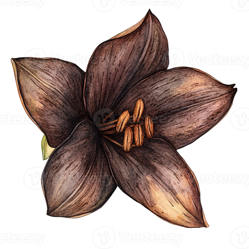 An artistic watercolor rendering depicts a delicate brown flower png