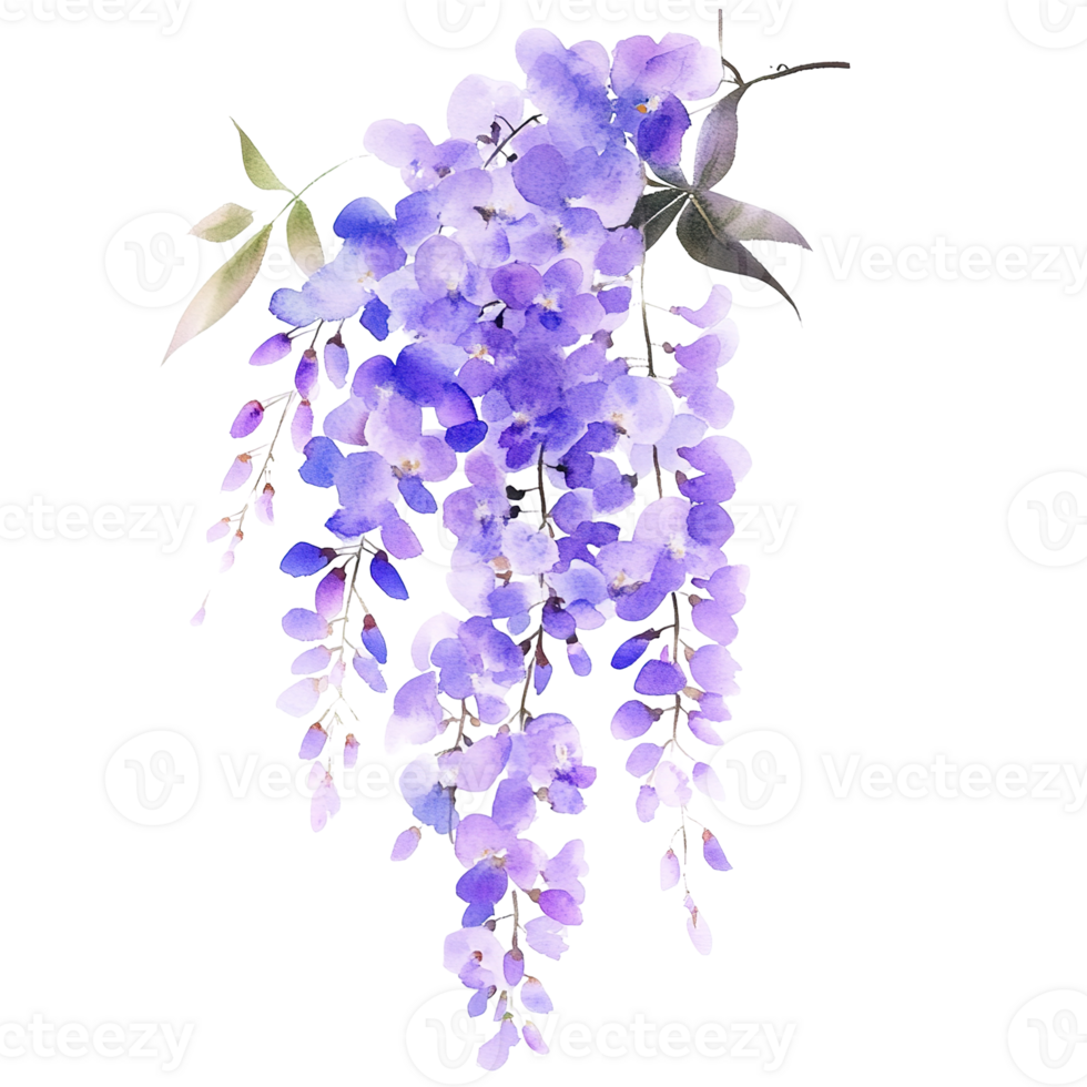 A beautiful watercolor illustration of a cascading purple flower png
