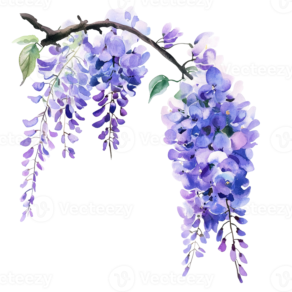 Beautiful watercolor painting of cascading purple wisteria flowers on a branch png
