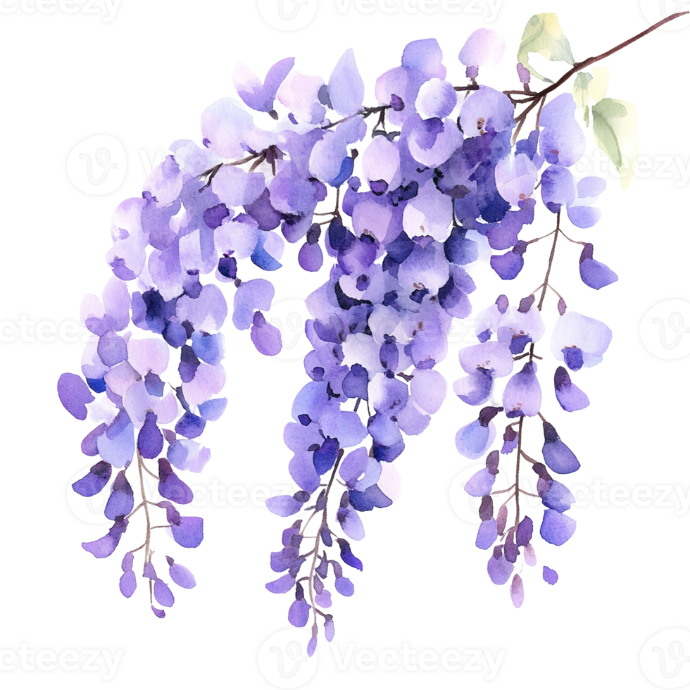 A beautiful watercolor illustration of hanging purple wisteria flowers png