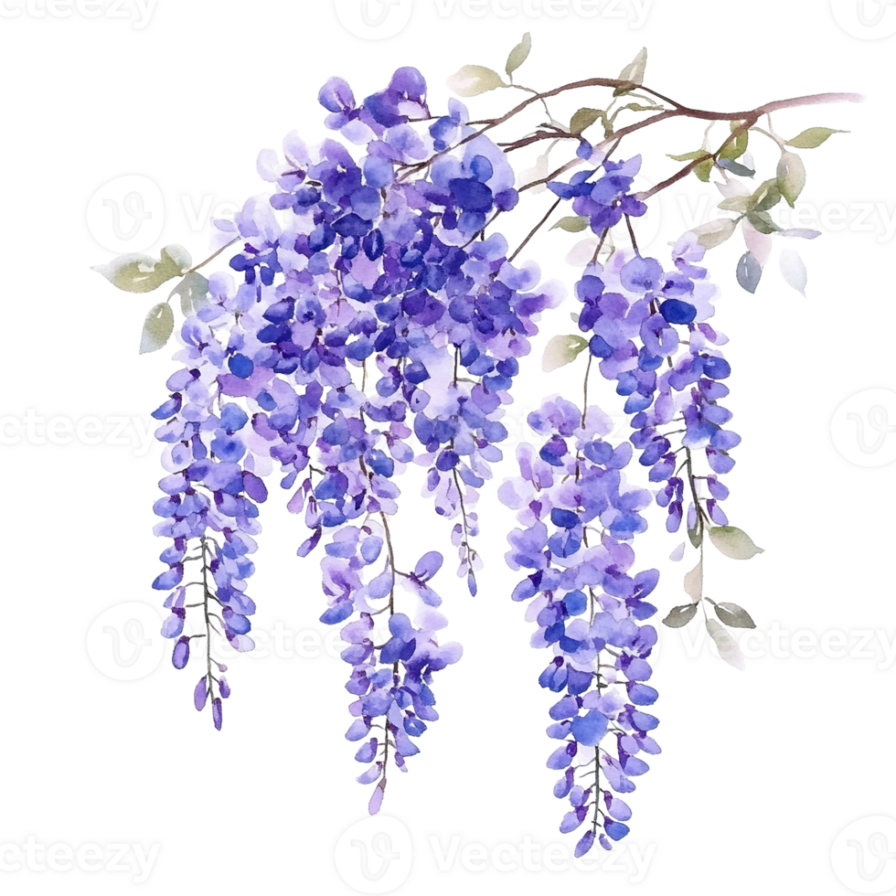 Beautiful Watercolor Painting Of Flowering Purple Wisteria Vines png