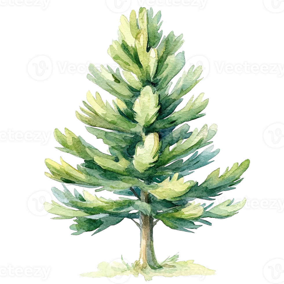 A watercolor painting of a detailed evergreen conifer tree png