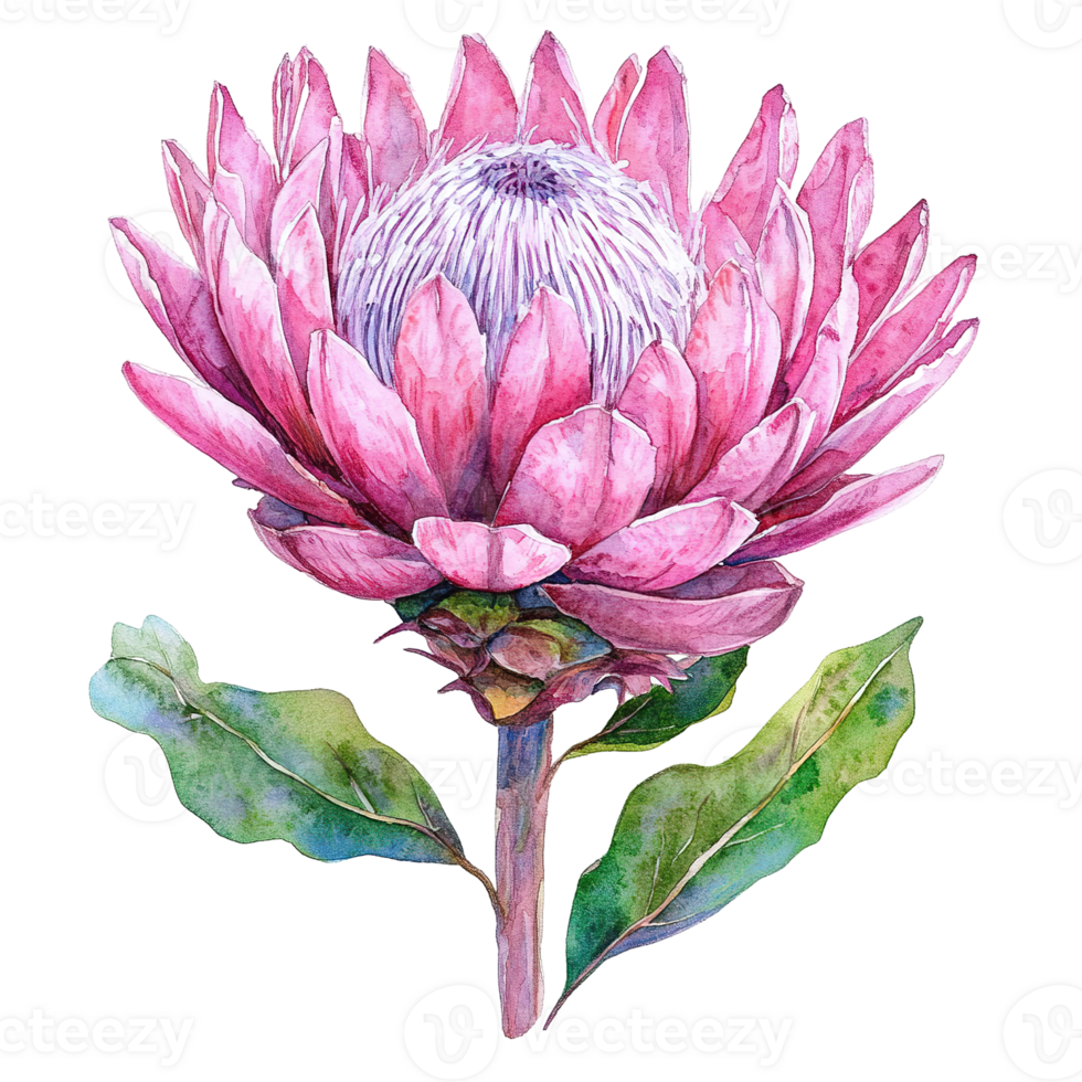 A beautiful watercolor painting depicting a large exotic flower png