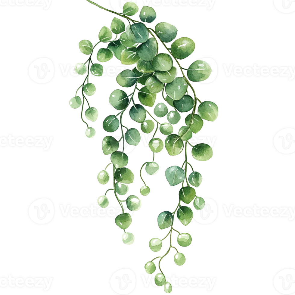 Green watercolor hanging plant with small round leaves and stems png