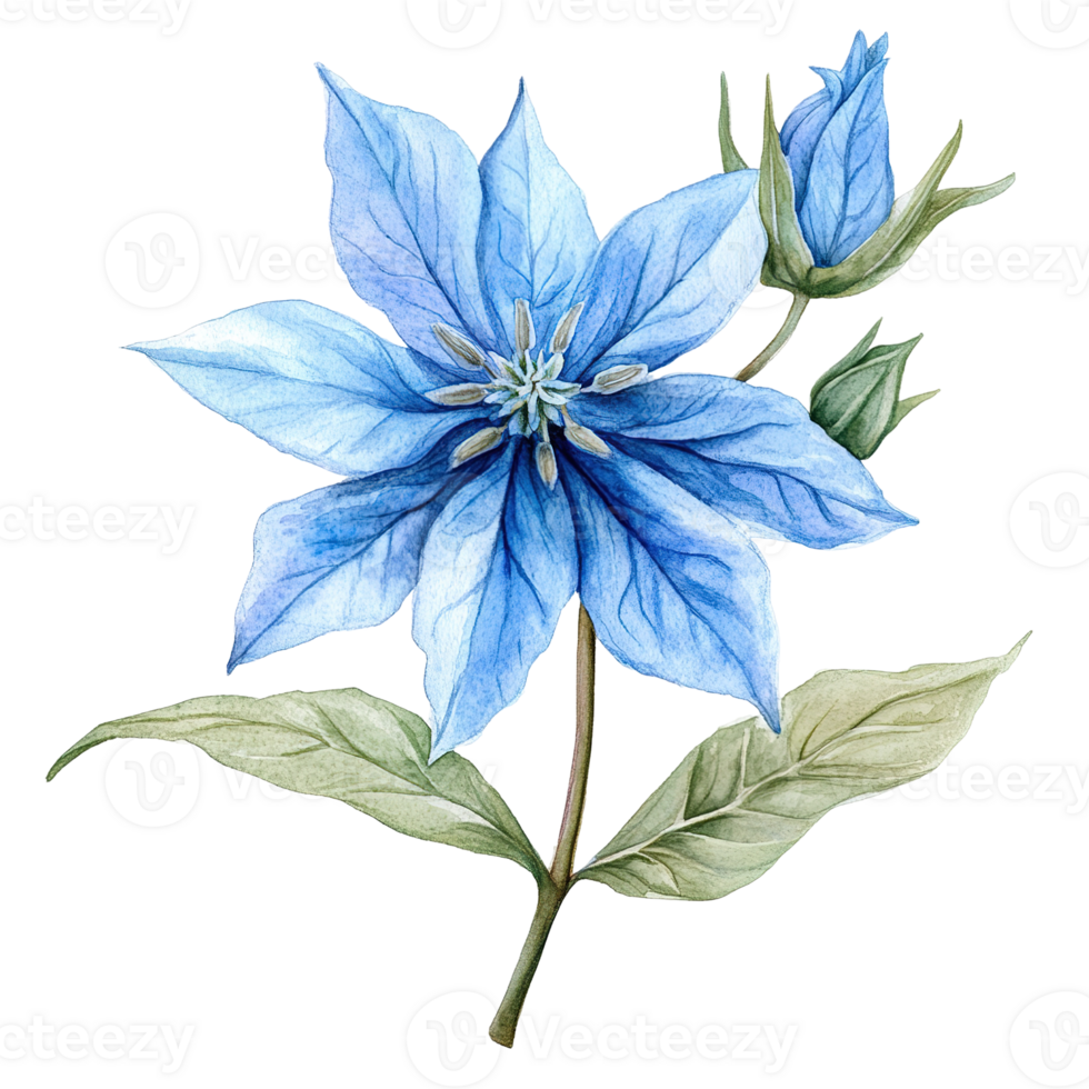 A beautiful watercolor illustration depicting a blue flower and its foliage png