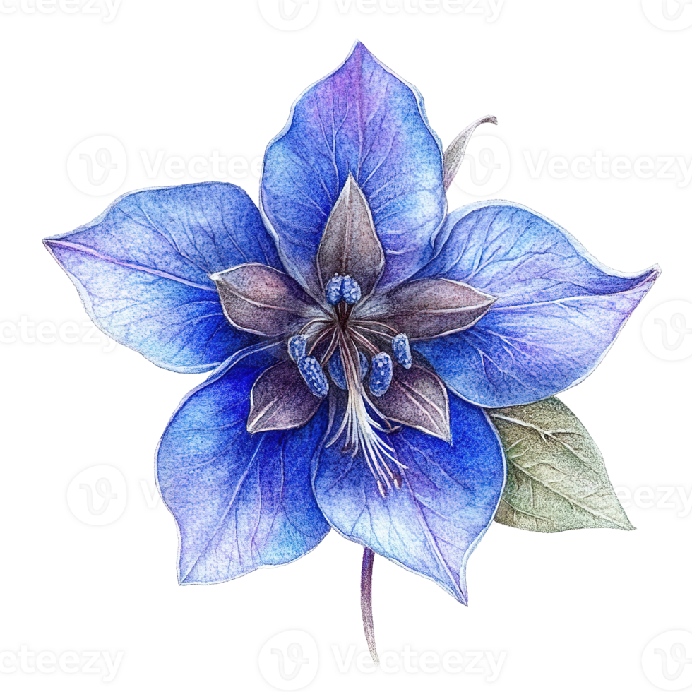 A detailed watercolor illustration depicting a beautiful blue flower blossom png