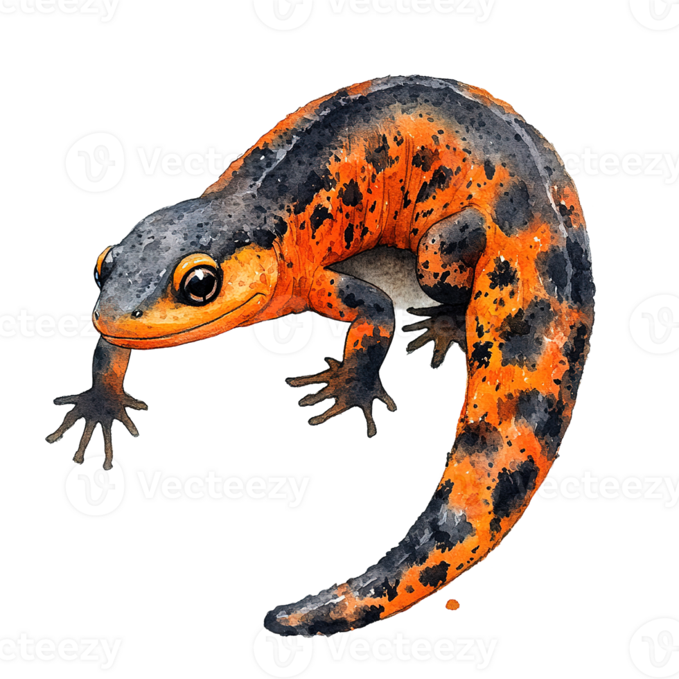 A colorful orange and black salamander is prominently displayed in artwork png
