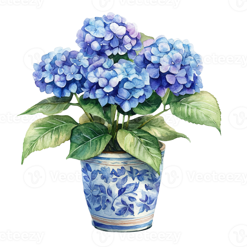 A watercolor painting depicts vibrant blue hydrangea flowers in a pot png