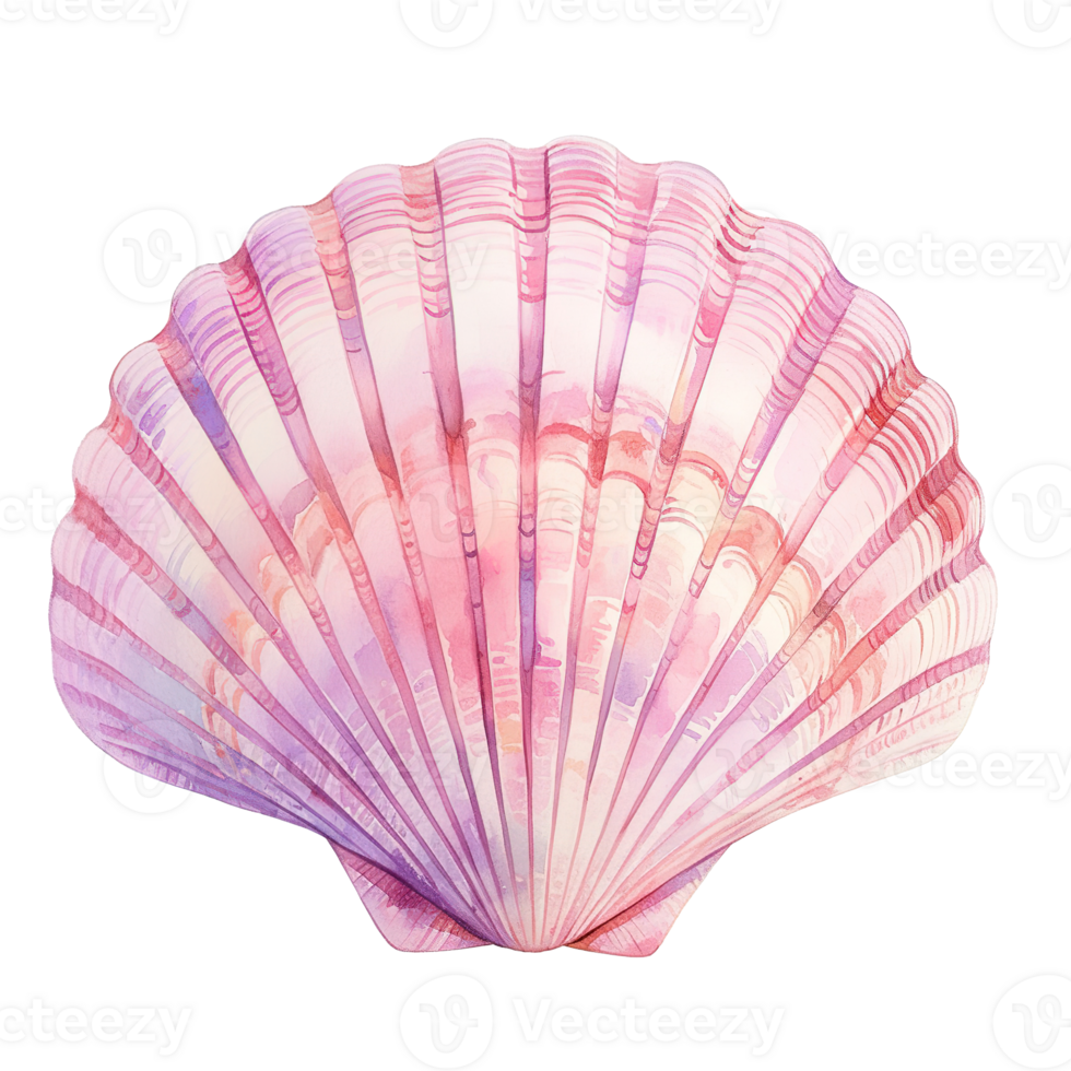 A beautiful pink and purple watercolor painting of a seashell png