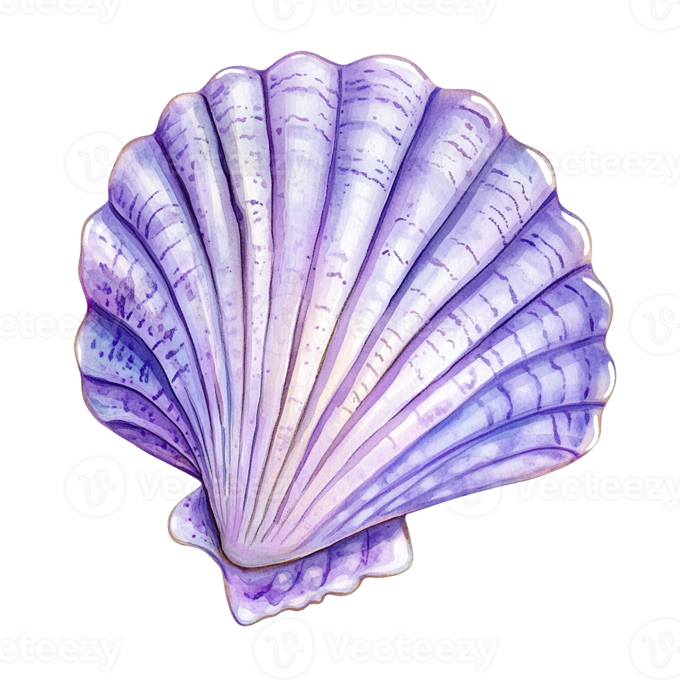 An artistic watercolor illustration of a beautiful purple seashell png