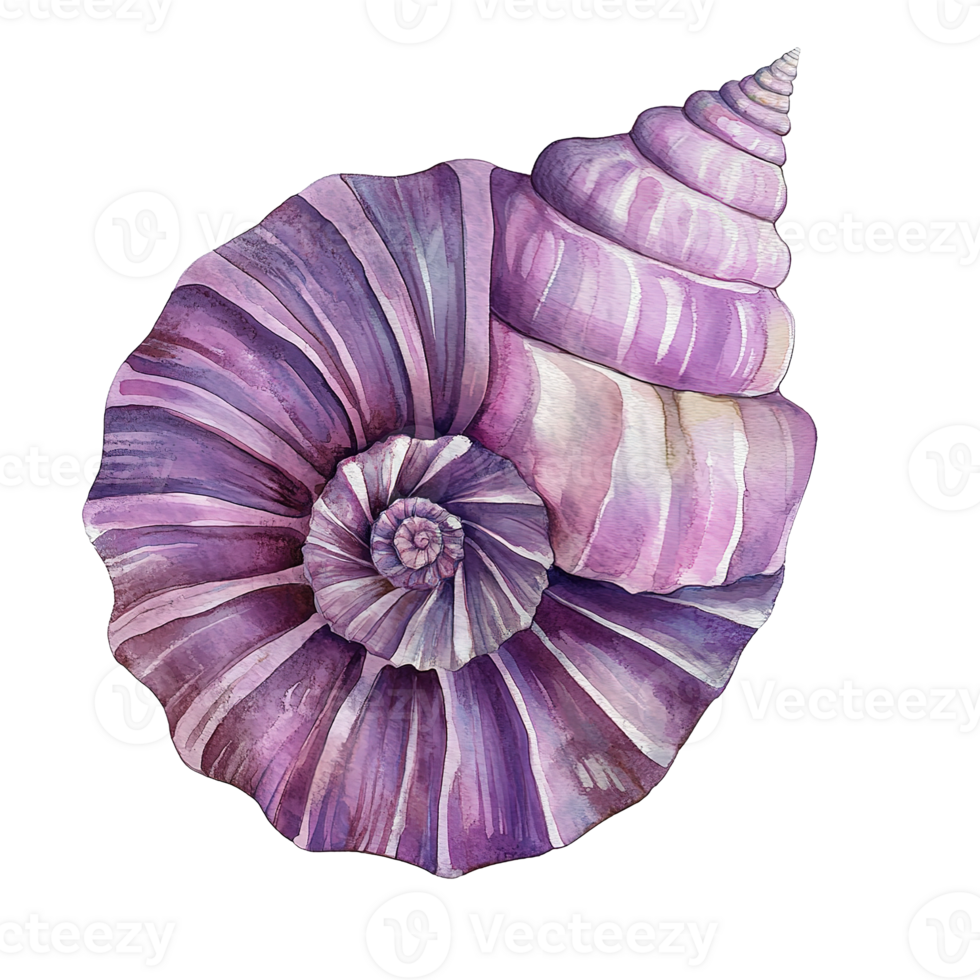 A detailed watercolor painting depicts a large purple seashell spiraling png