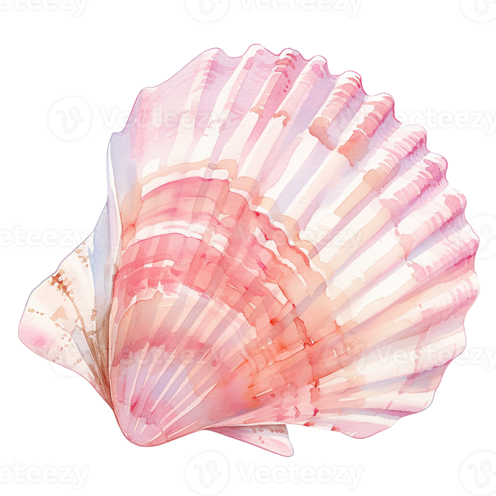 A delicate watercolor painting of a large seashell specimen png